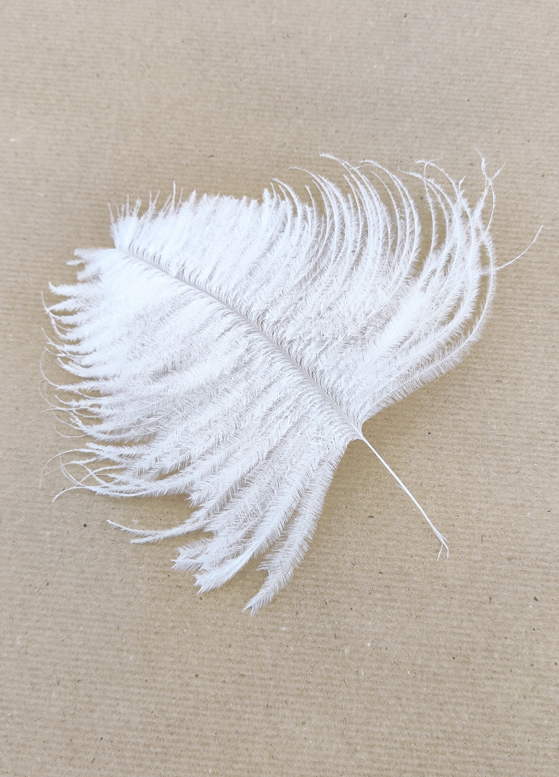 plume autruche mini blanc mariage