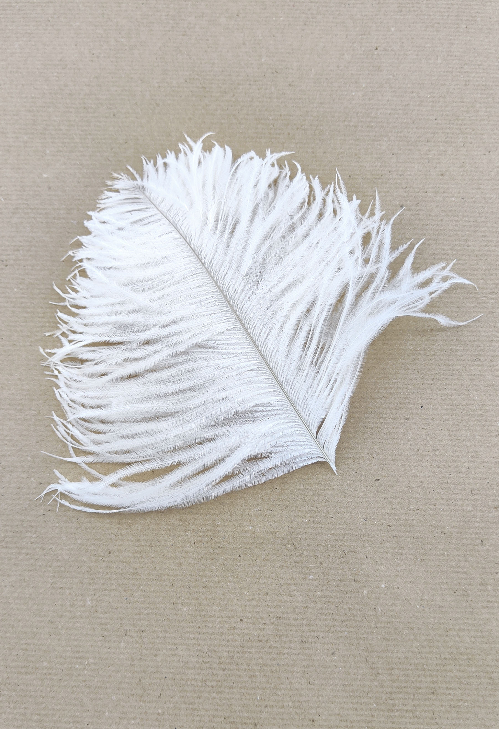plume autruche mini jolie blanc