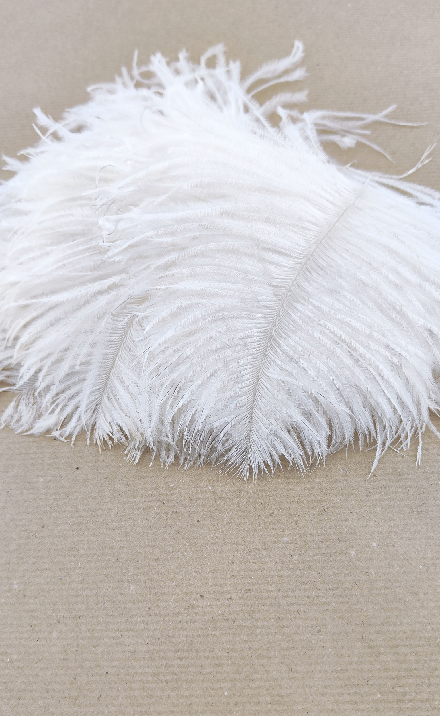plume autruche mini blanc