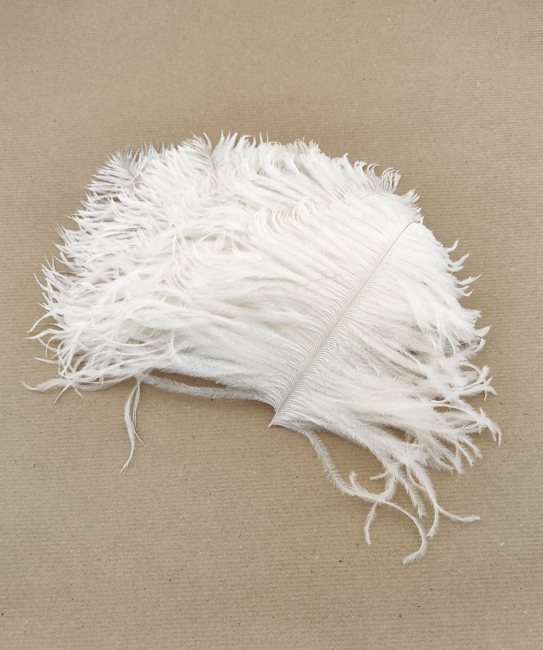 plume autruche mini ecru