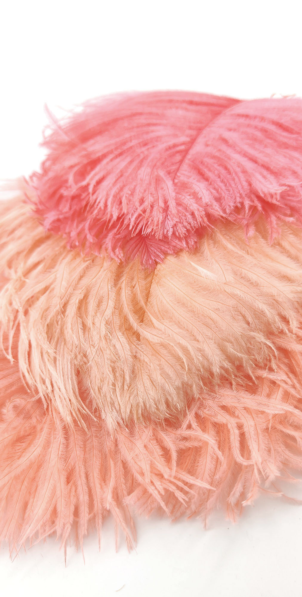 plume autruche mini sunset