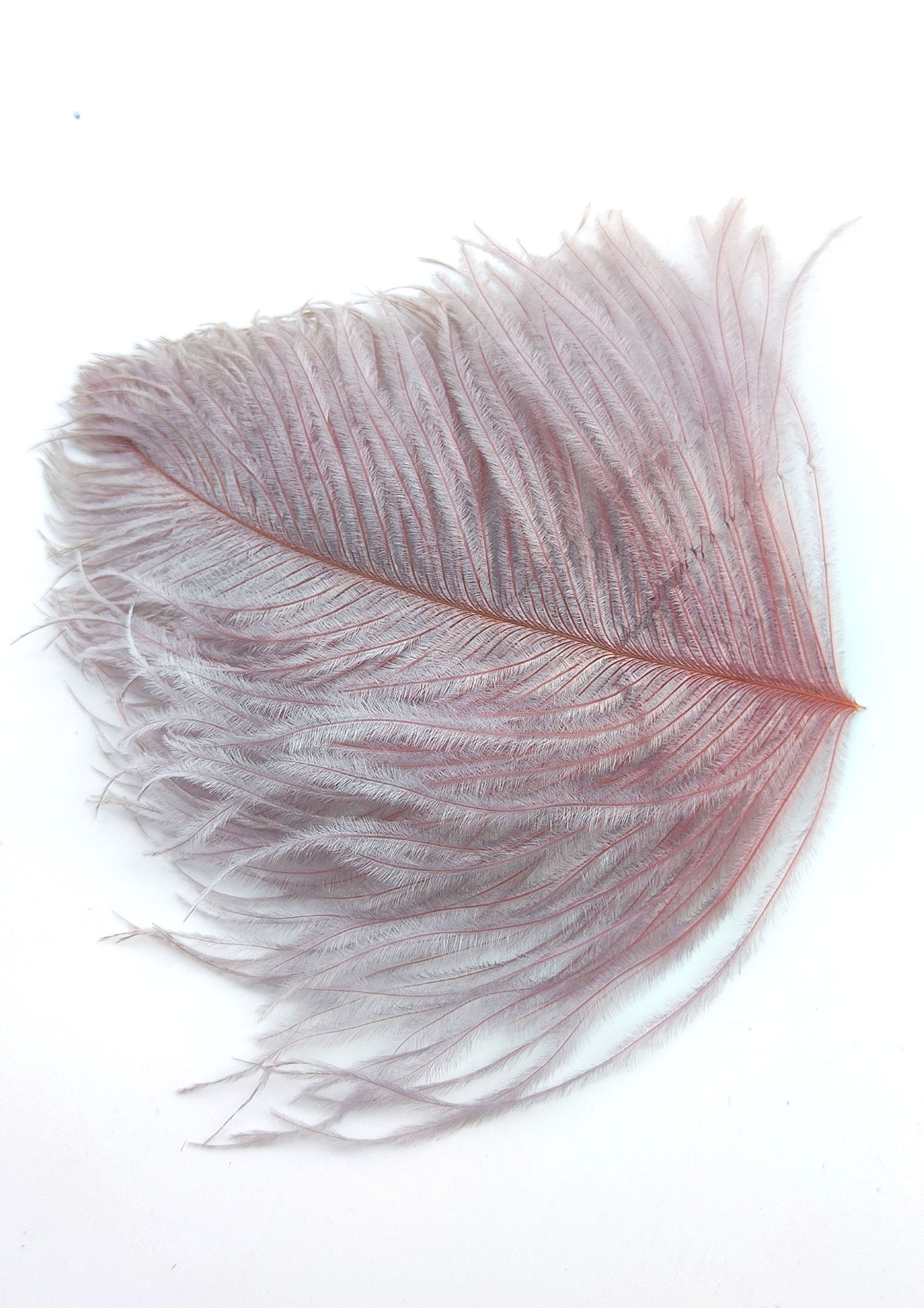 30 Plumes D'Autruche Rose Pâle 6-8 Pouces - Kit Art Floral & Décoration DIY