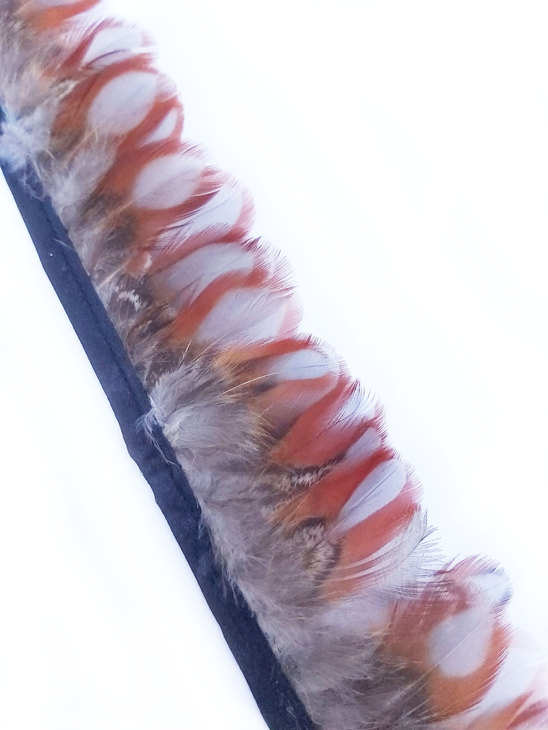 galon plume faisan rouge gris naturel