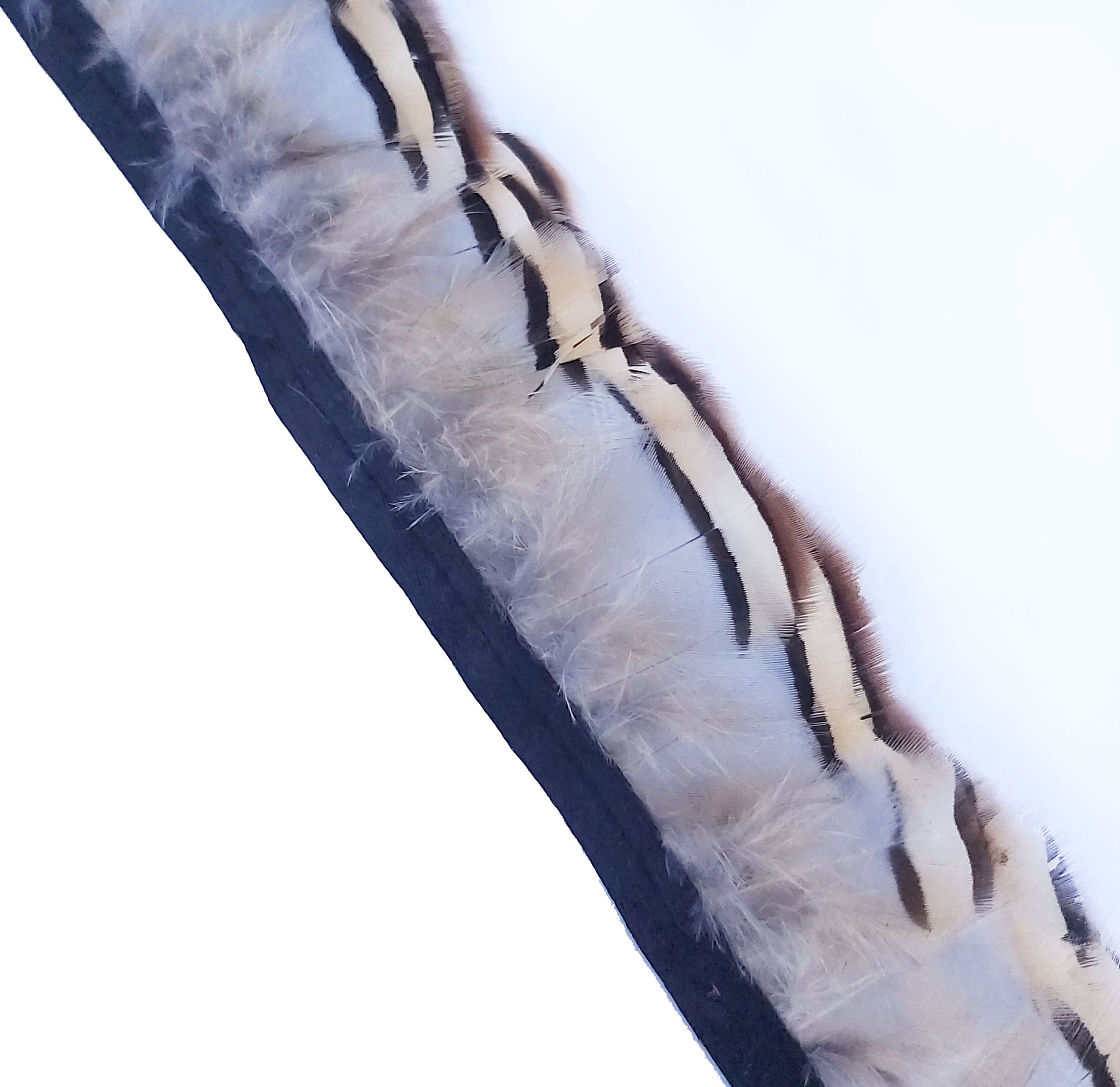 galon plume medaillon perdri bleu brun
