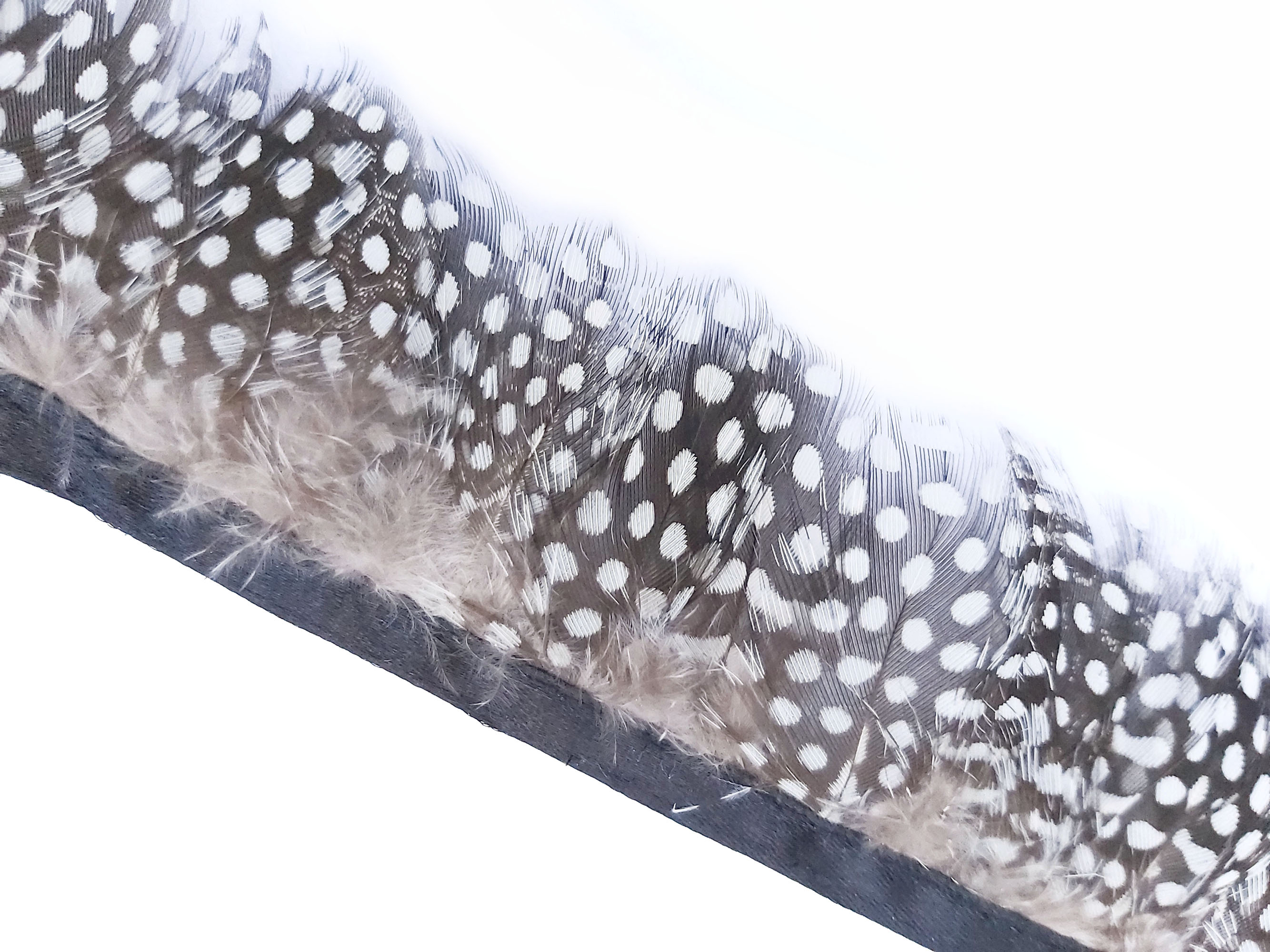 galon plume points naturel