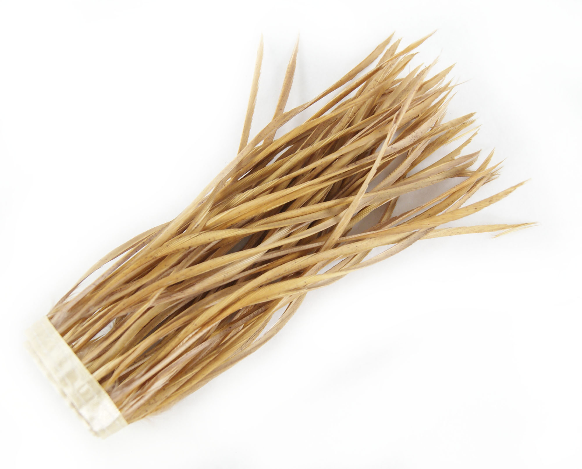 galon plume tige doie camel de qualite