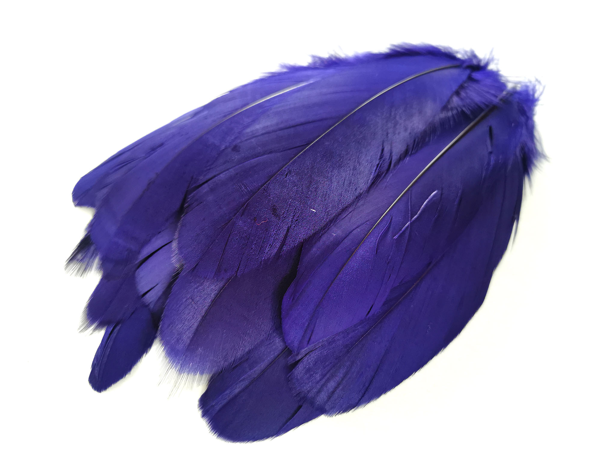 plume nageoire doie violet iris