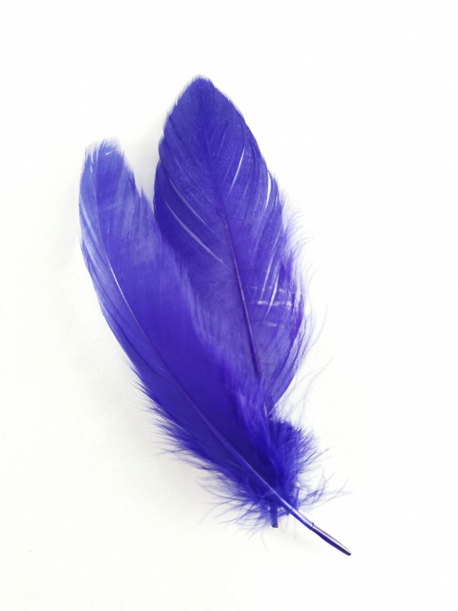 plume nageoire doie violet