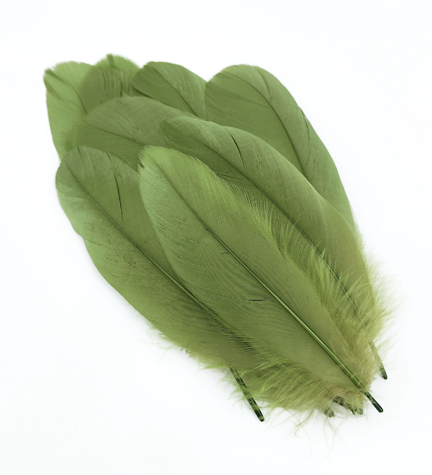 plume nageoire doie vert feuille