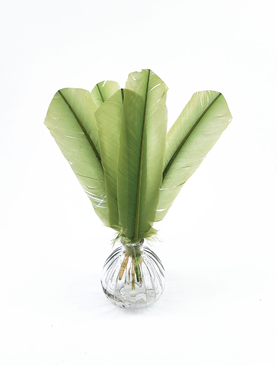 plume palette de dinde vert tilleul
