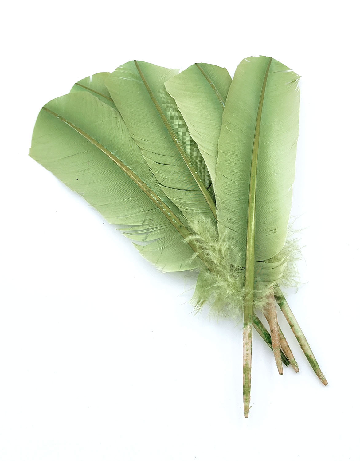 plume palette de dinde rigide vert tilleul