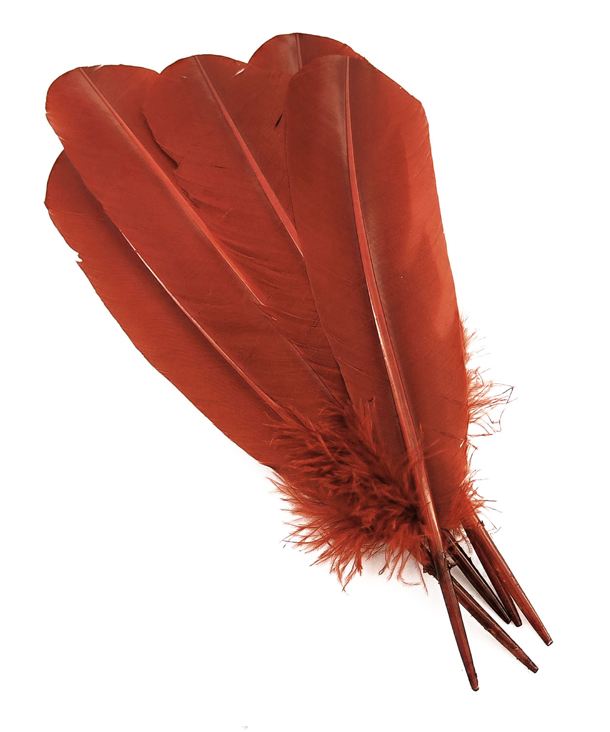 plume palette de dinde rouille