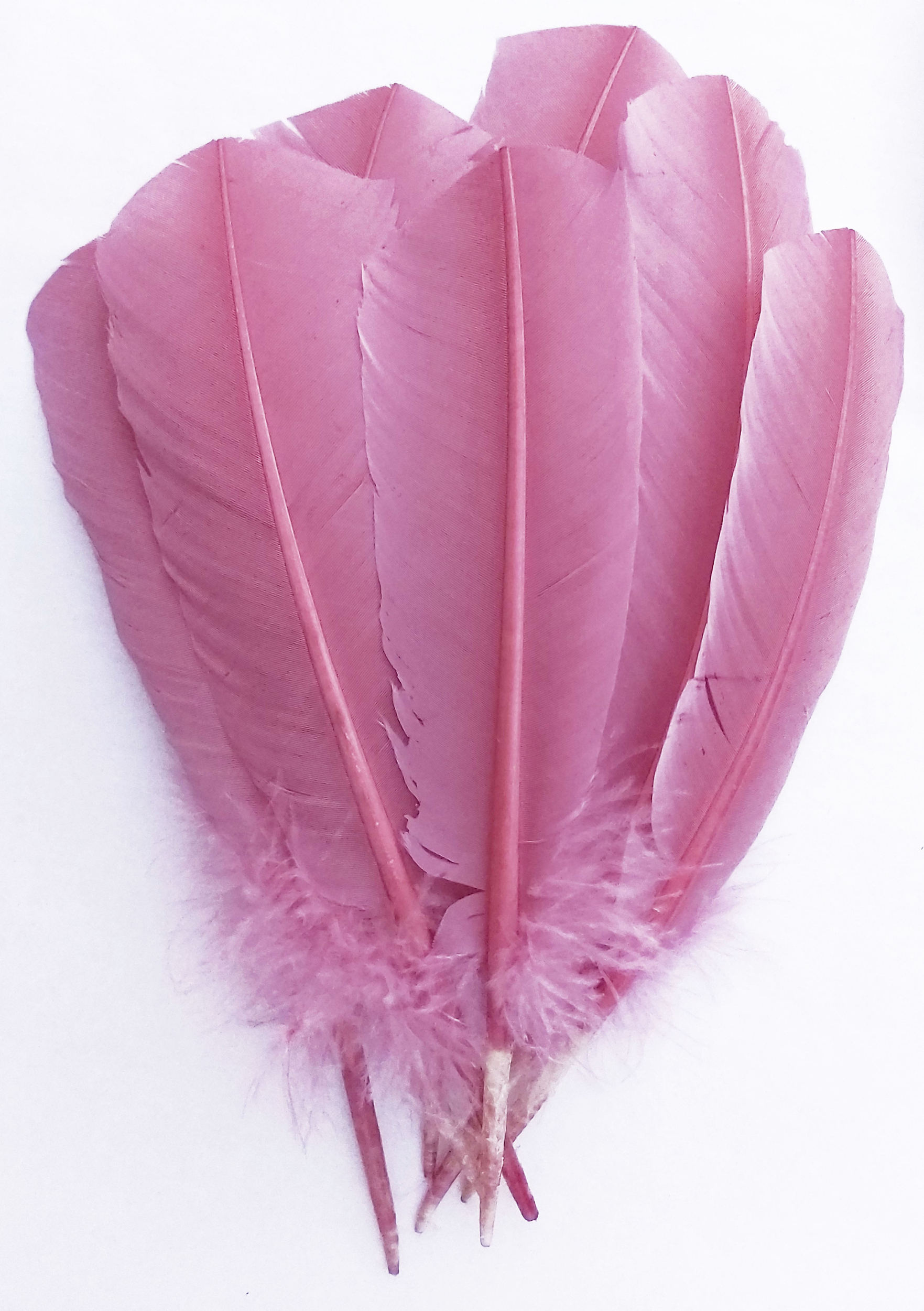 plume palette de dinde rigide rose buvard