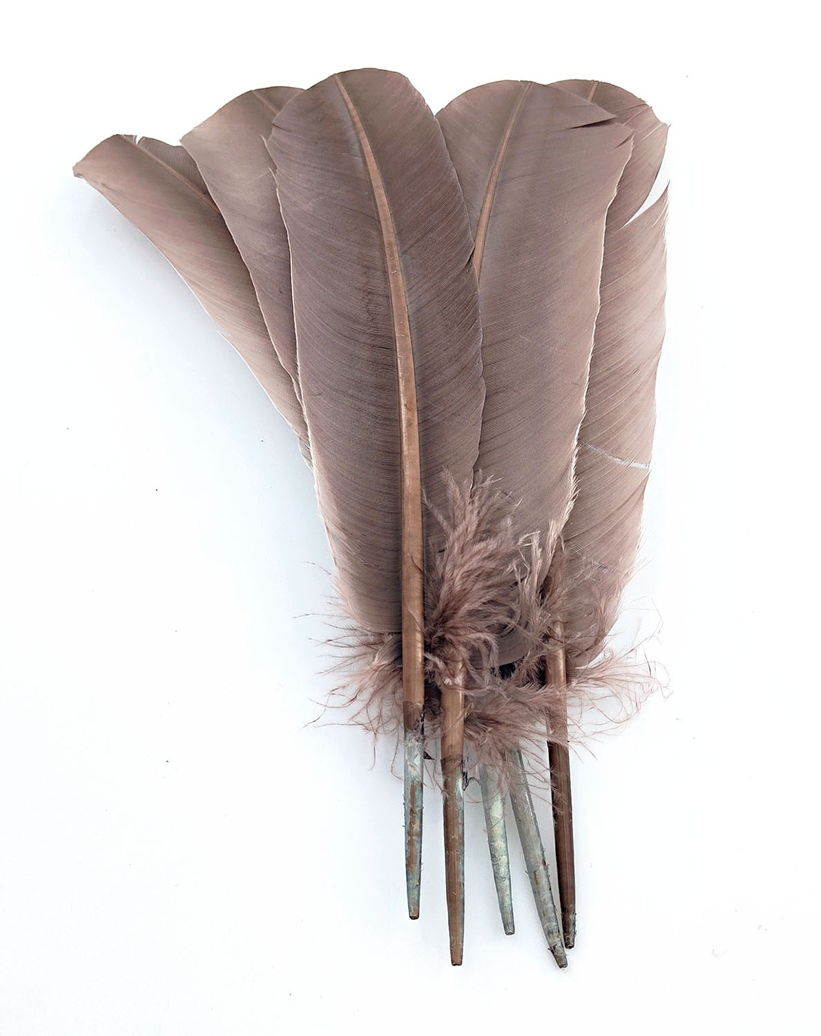 plume palette de dinde sepia