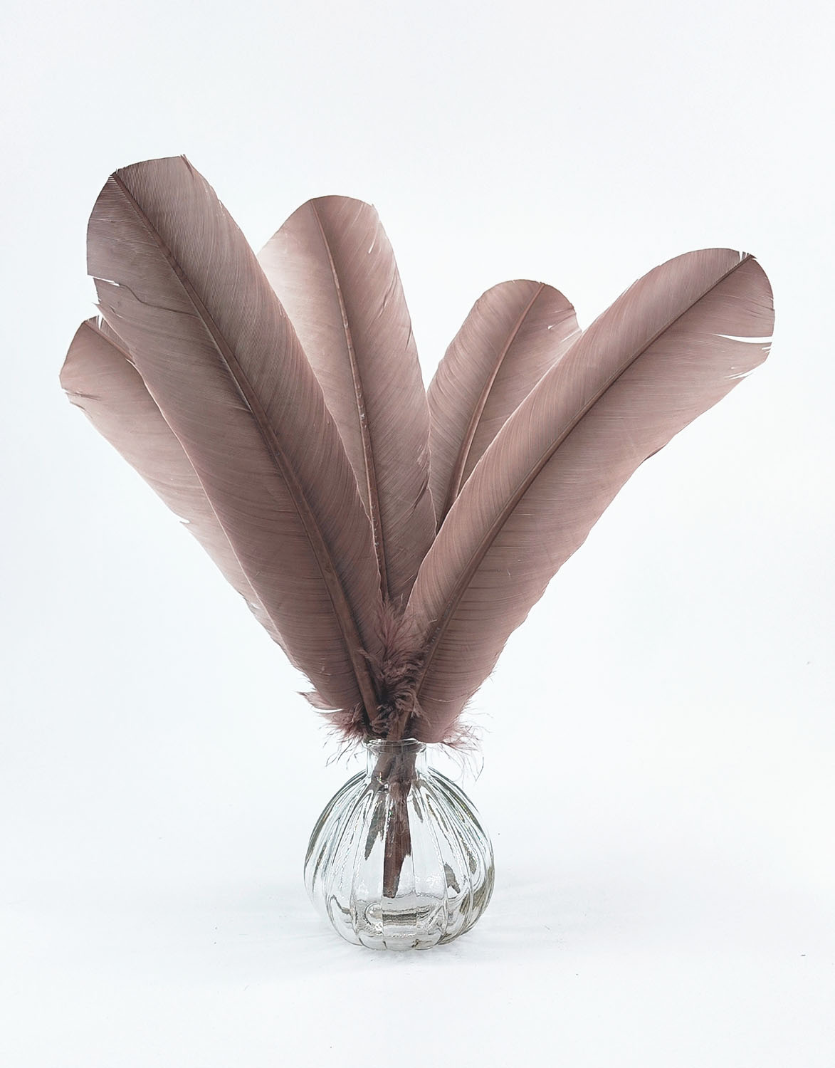 plume palette de dinde rigide sepia