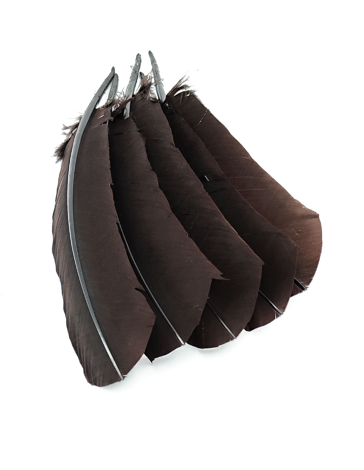 plume palette de dinde rigide chocolat
