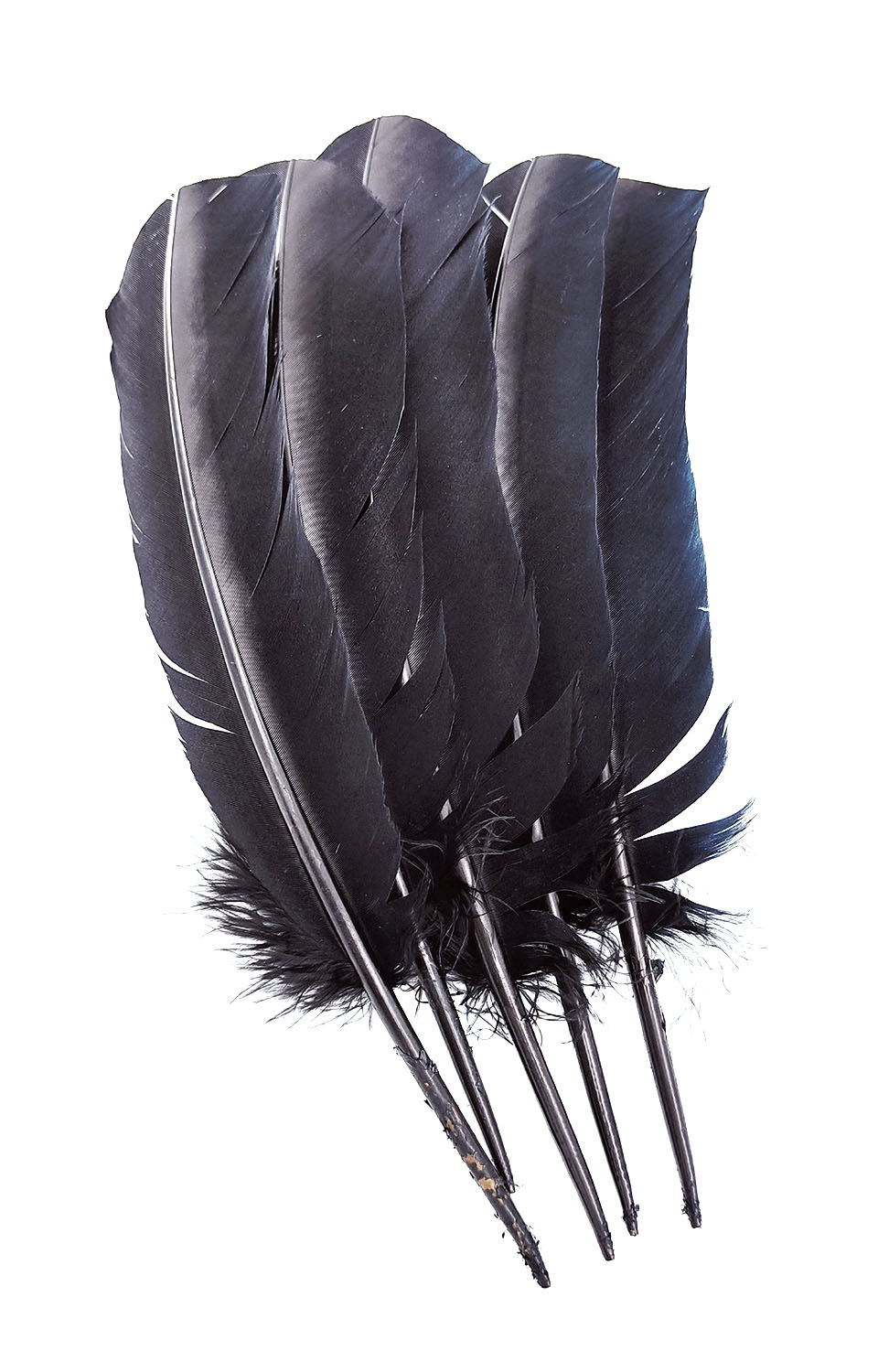 plume palette de dinde rigide noir