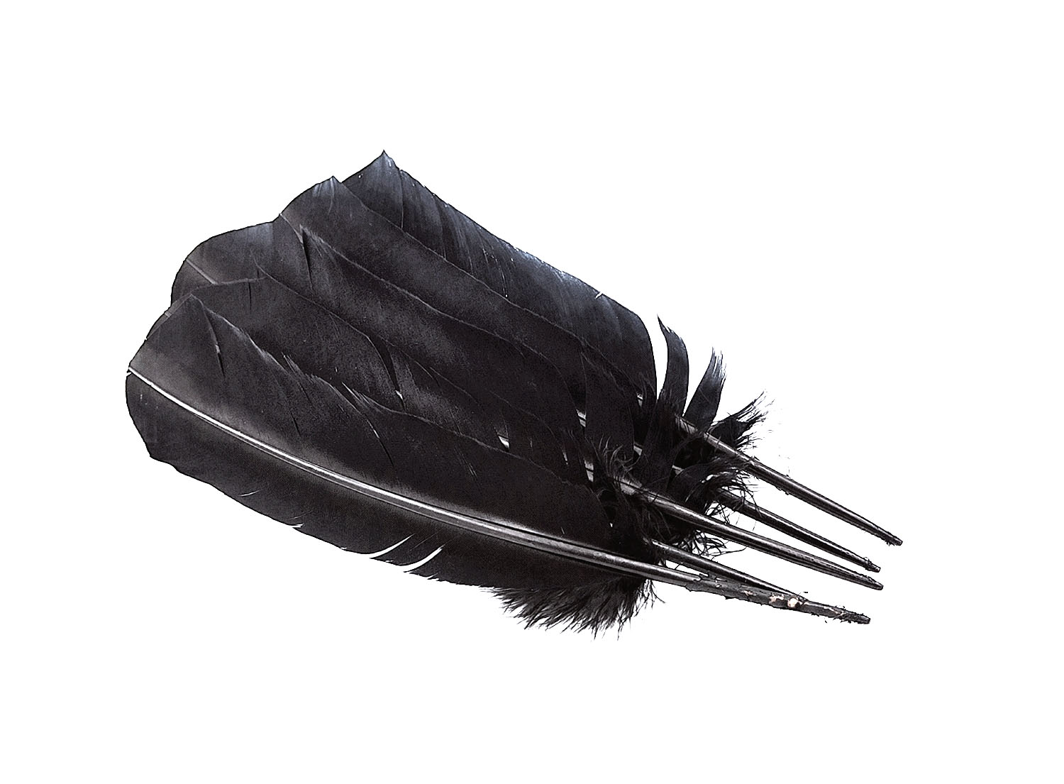 plume palette de dinde grande noir