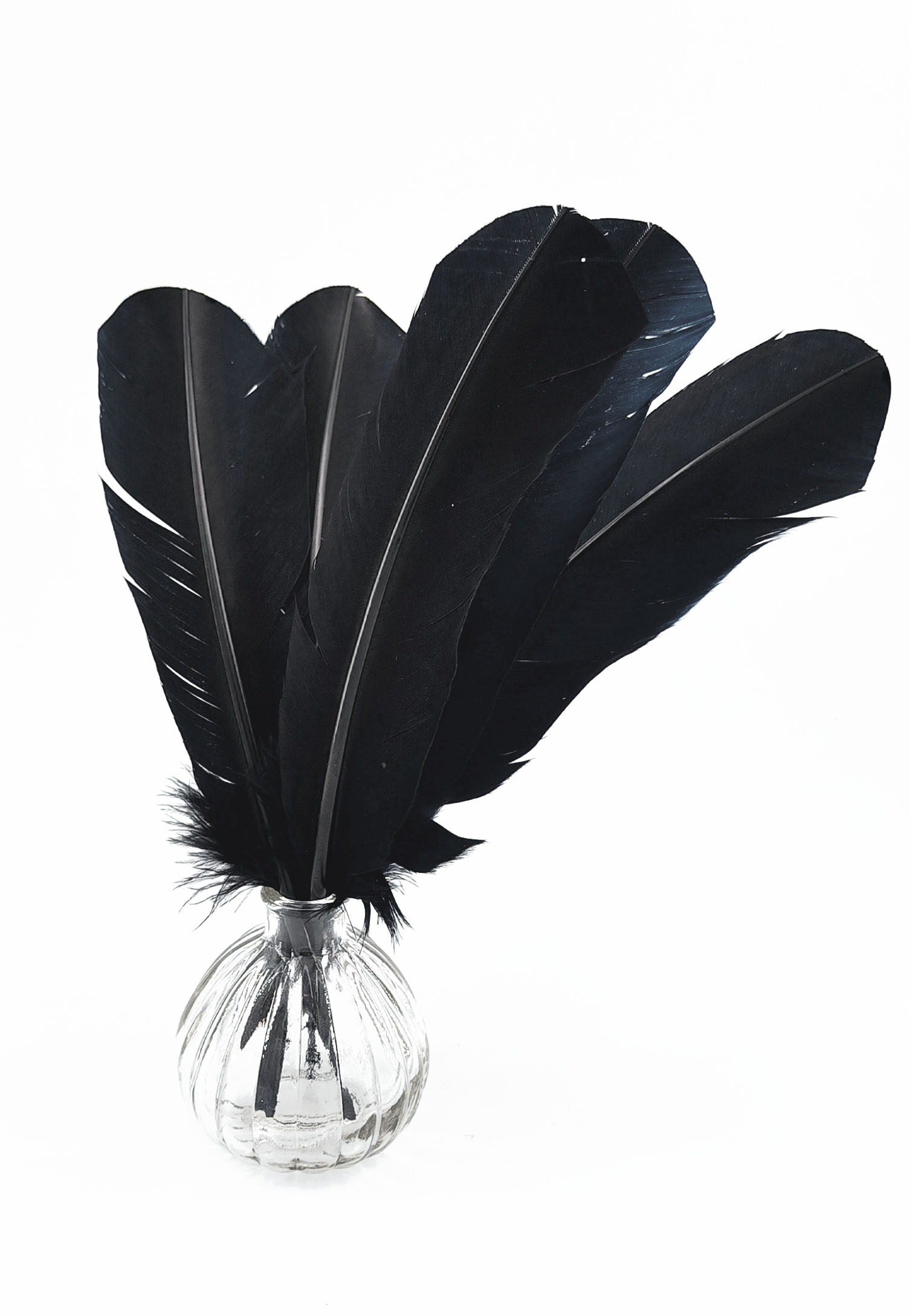 plume palette de dinde noir