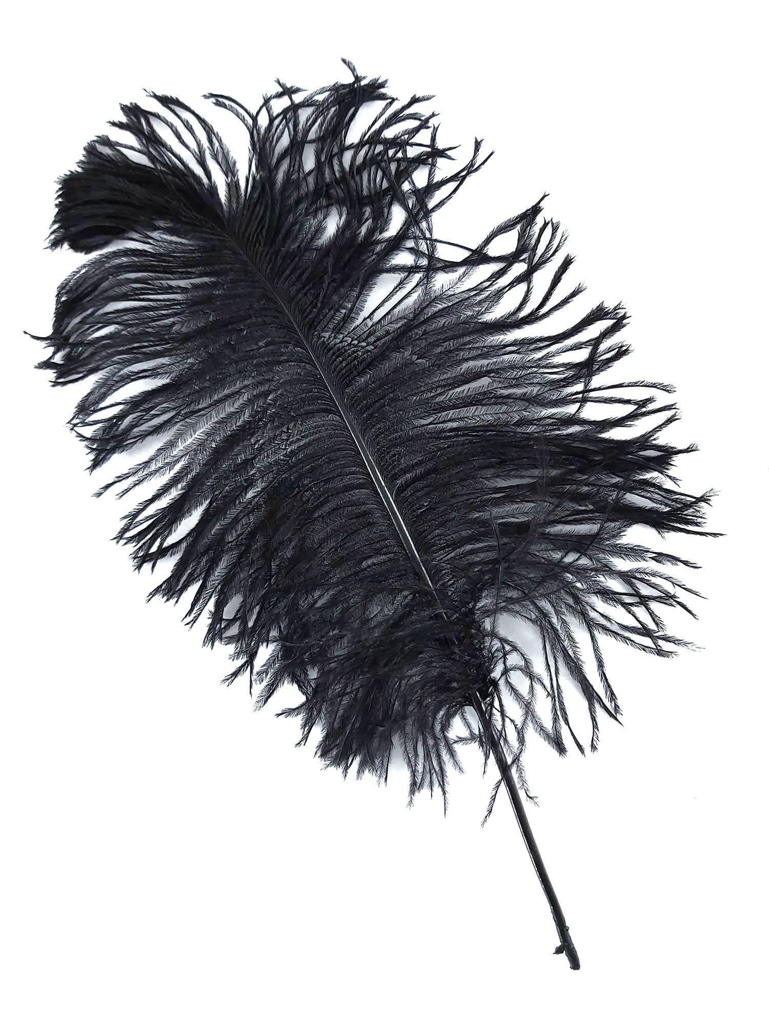 plume petite autruche noir