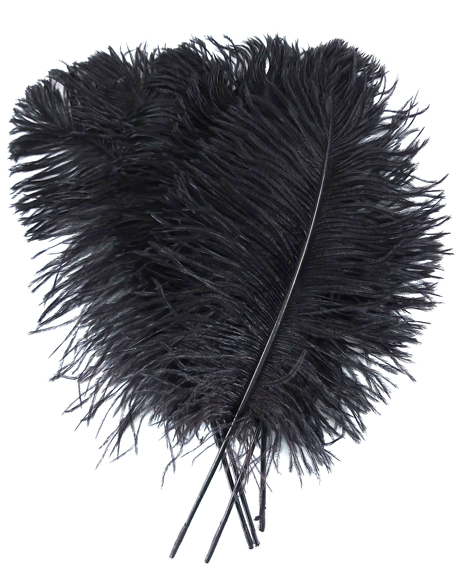plume petite autruche noir legere