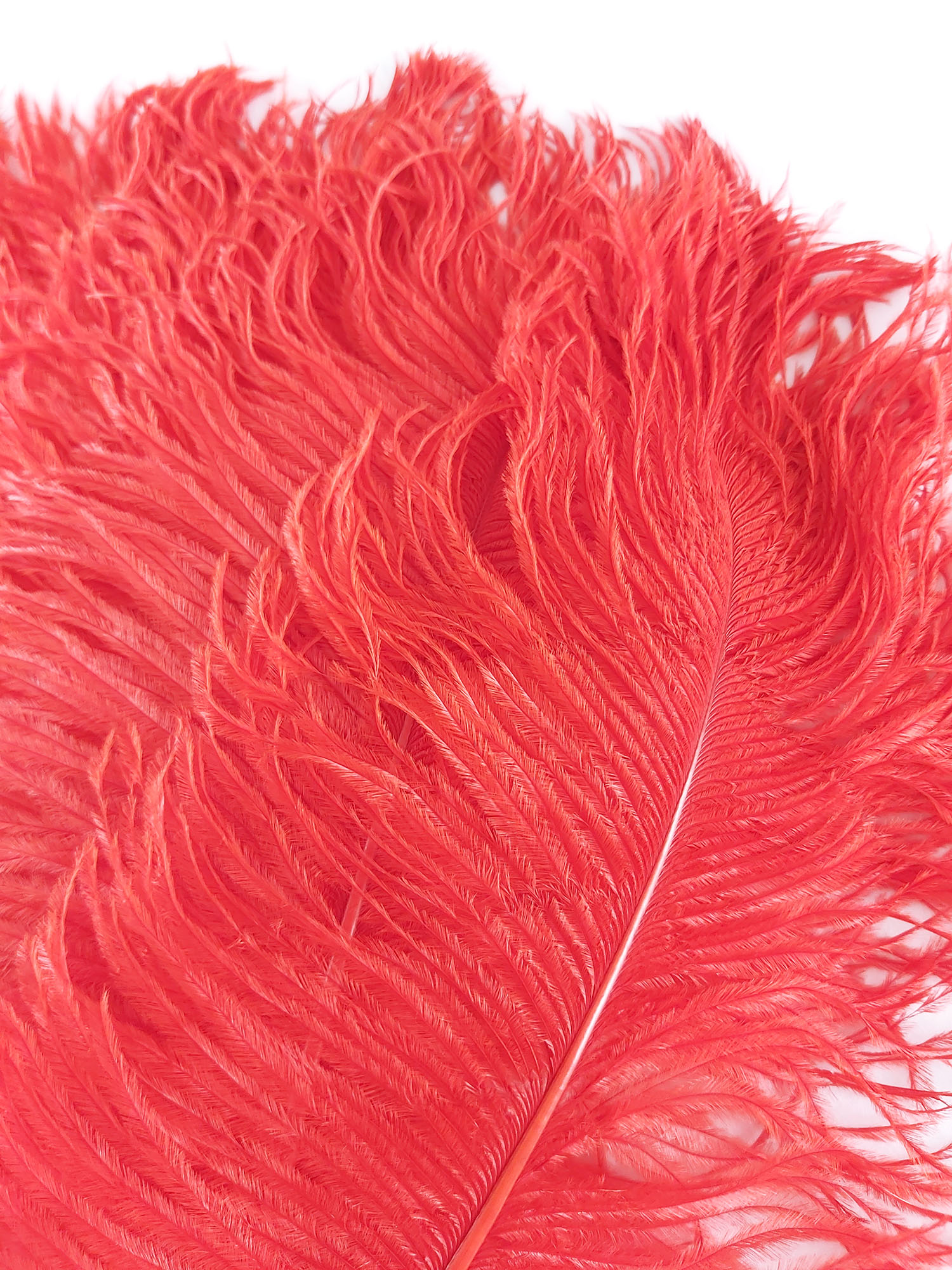 plume petite autruche rouge
