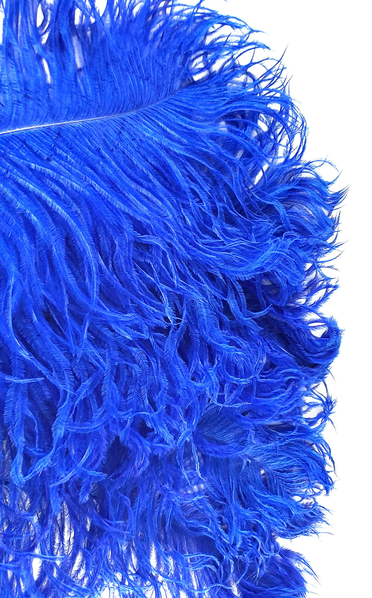 plume petite autruche legere bleu