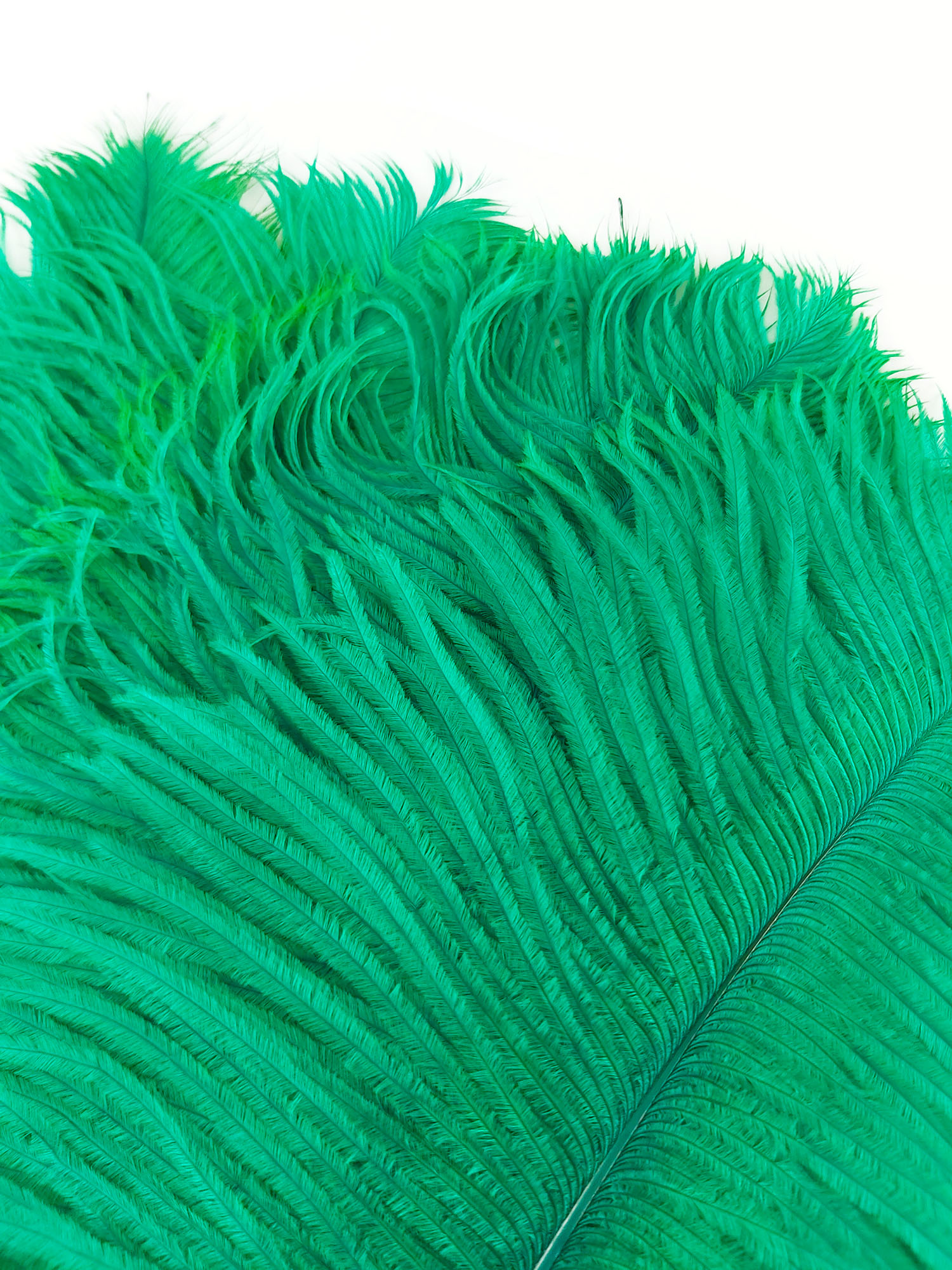plume petite autruche vert