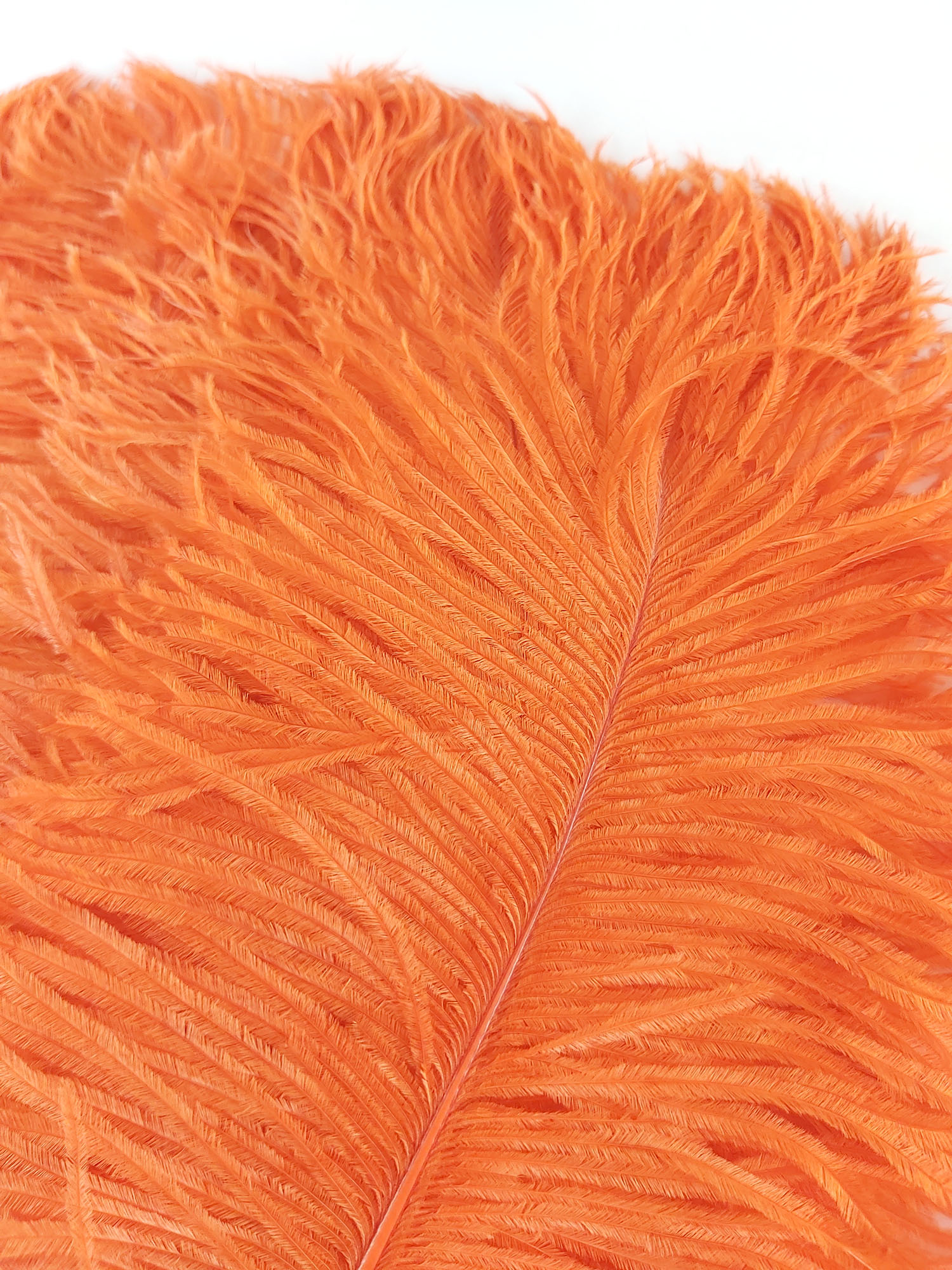 plume petite autruche orange
