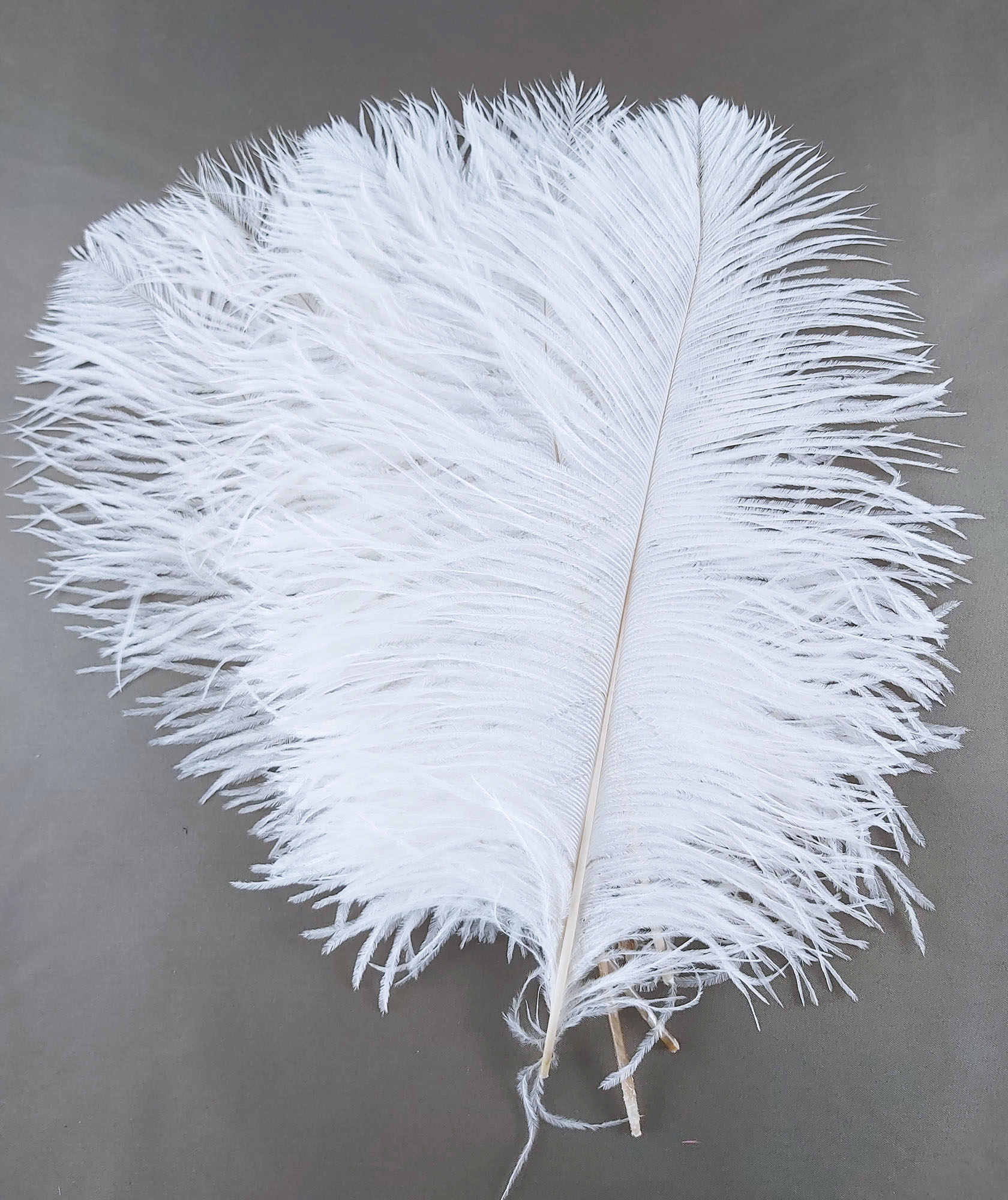 Plume d'autruche 30 cm Blanc Rayher chez Rougier & Plé