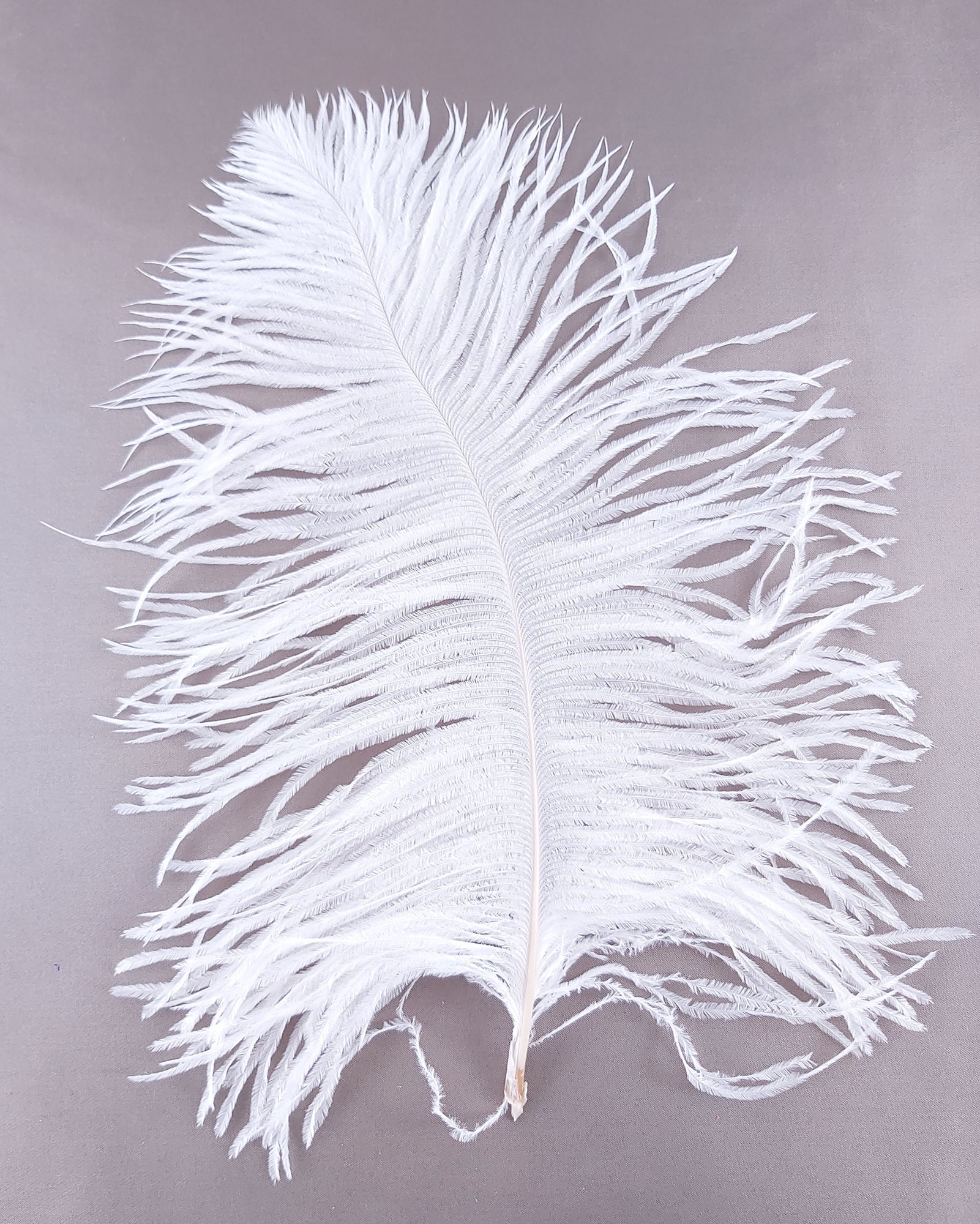 plume petite autruche blanc