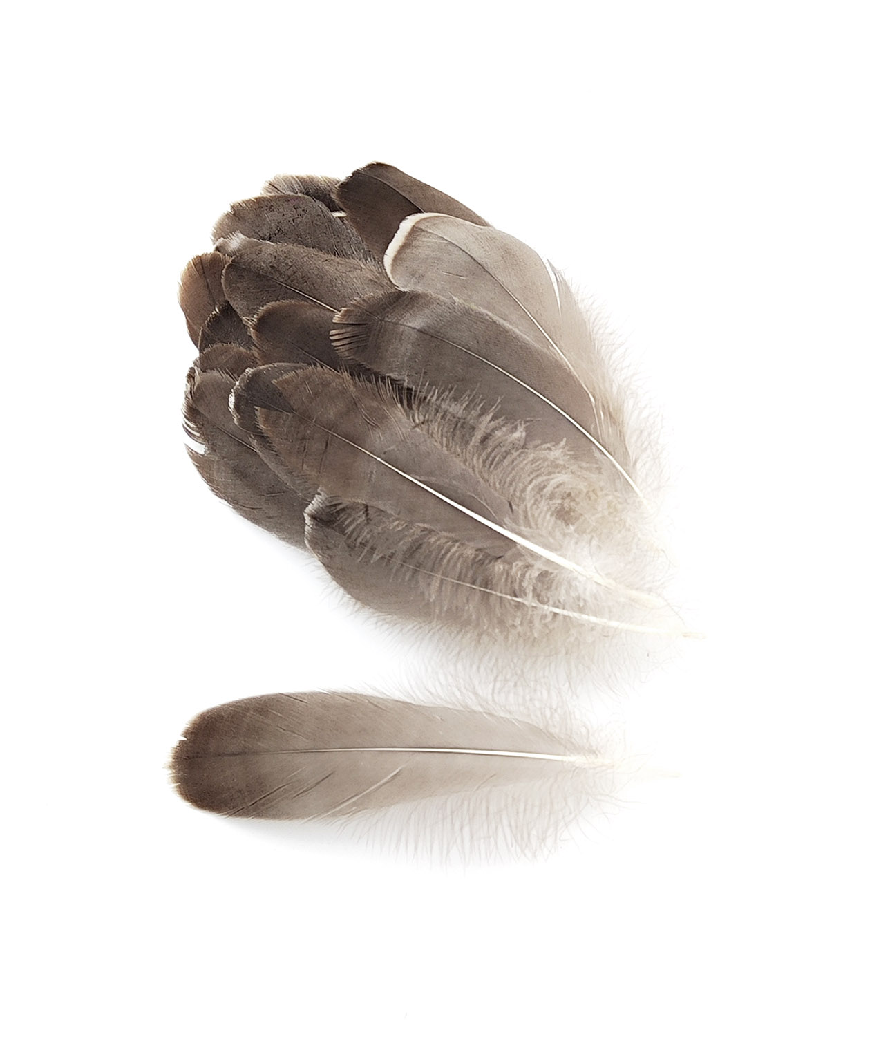 plume nageoire doie grande gris naturel