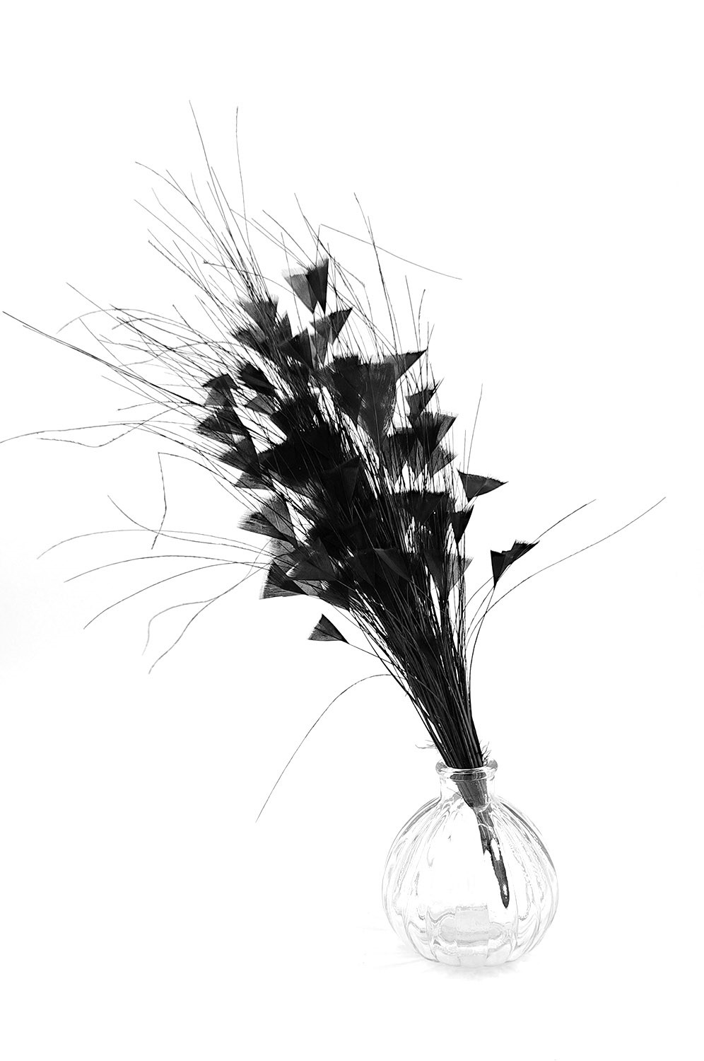 piquet fouet plume noir