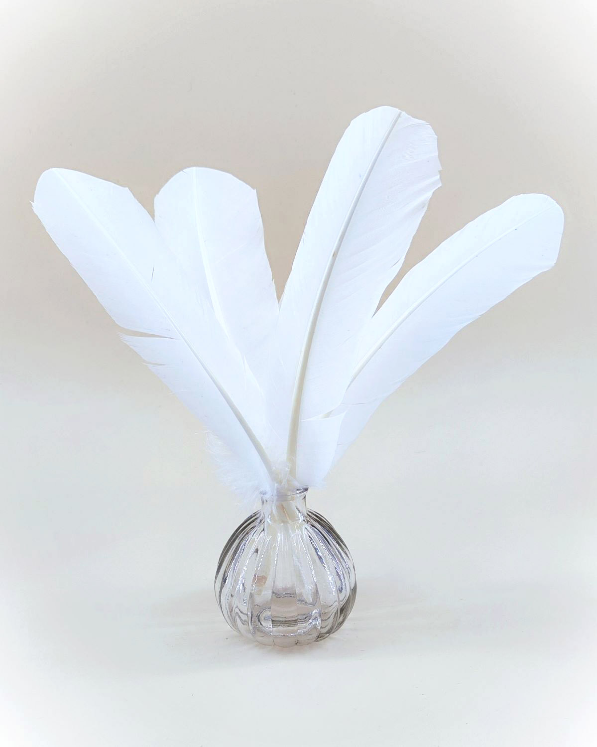plume palette de dinde grande blanche
