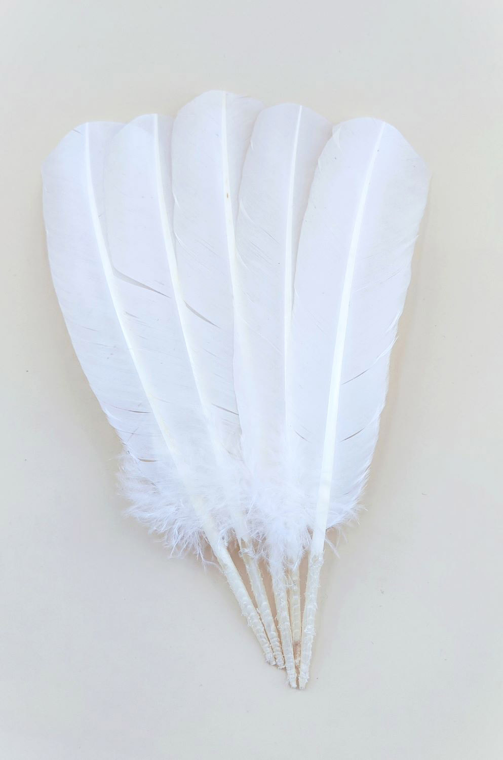 plume palette de dinde blanche evenement