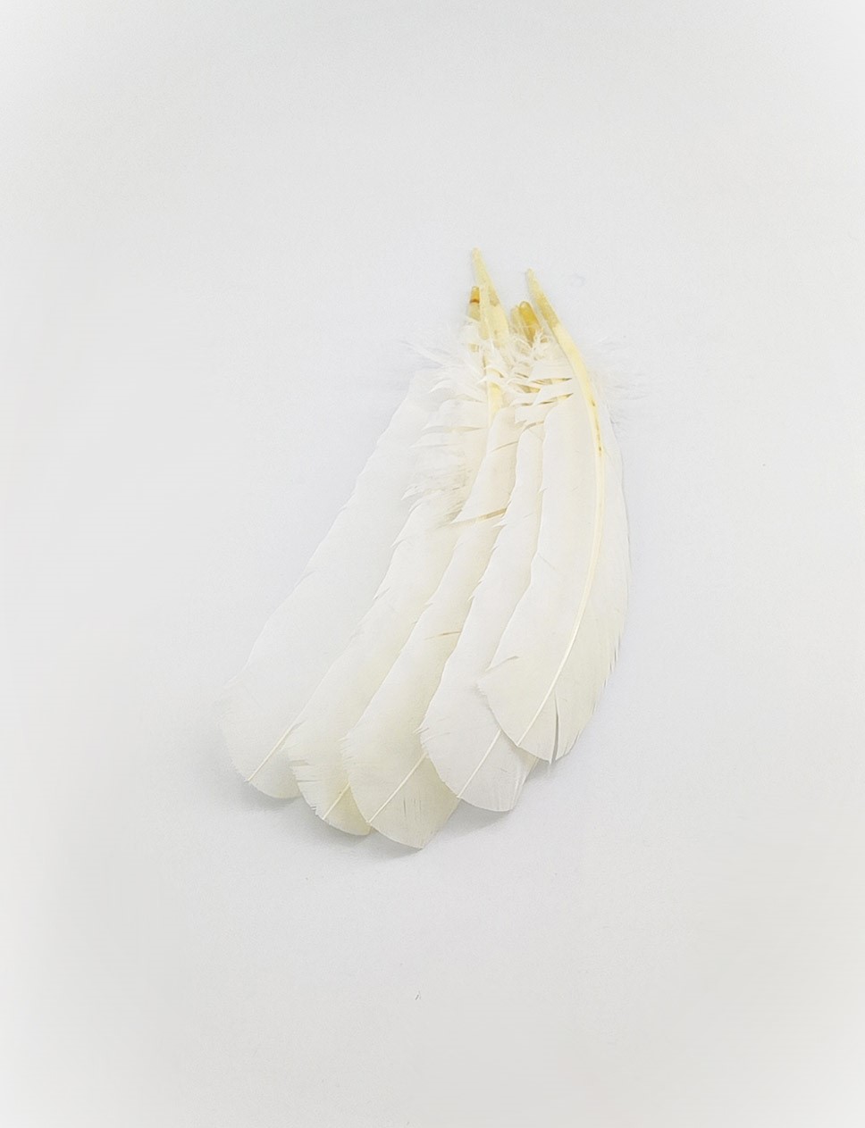 plume palette de dinde ivoire