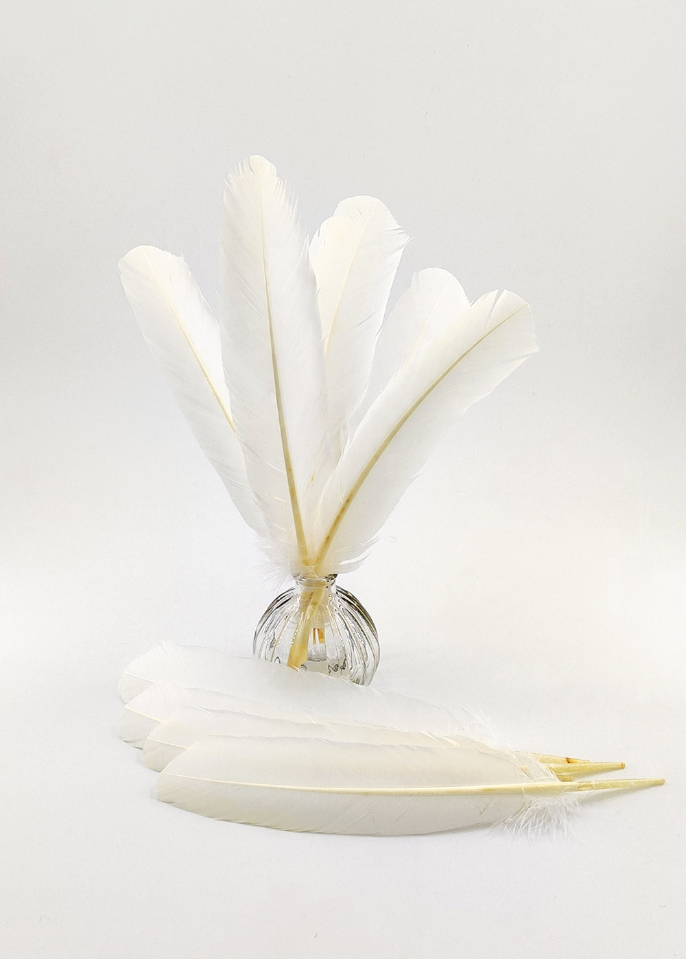 Plume palette de dinde - 5 pcs - teintes blanc, ivoire