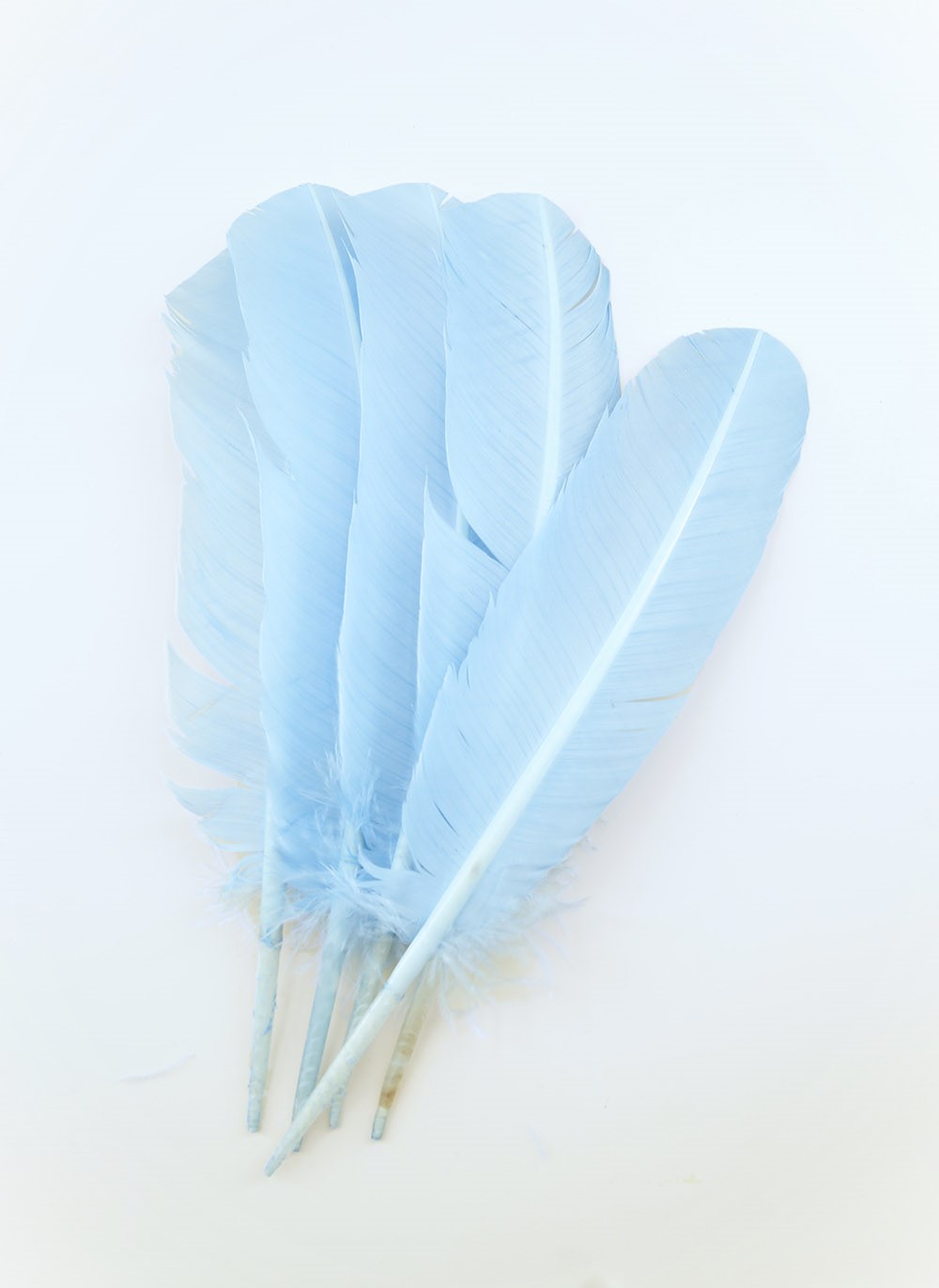 plume palette de dinde rigide bleu porcelaine