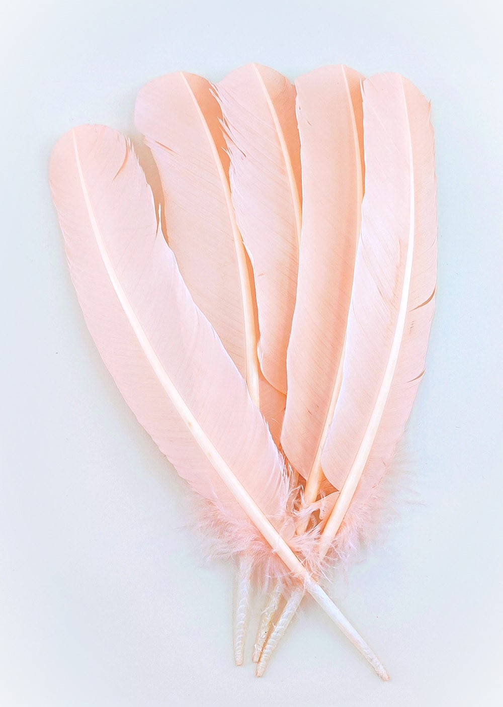 plume palette de dinde rose poudre