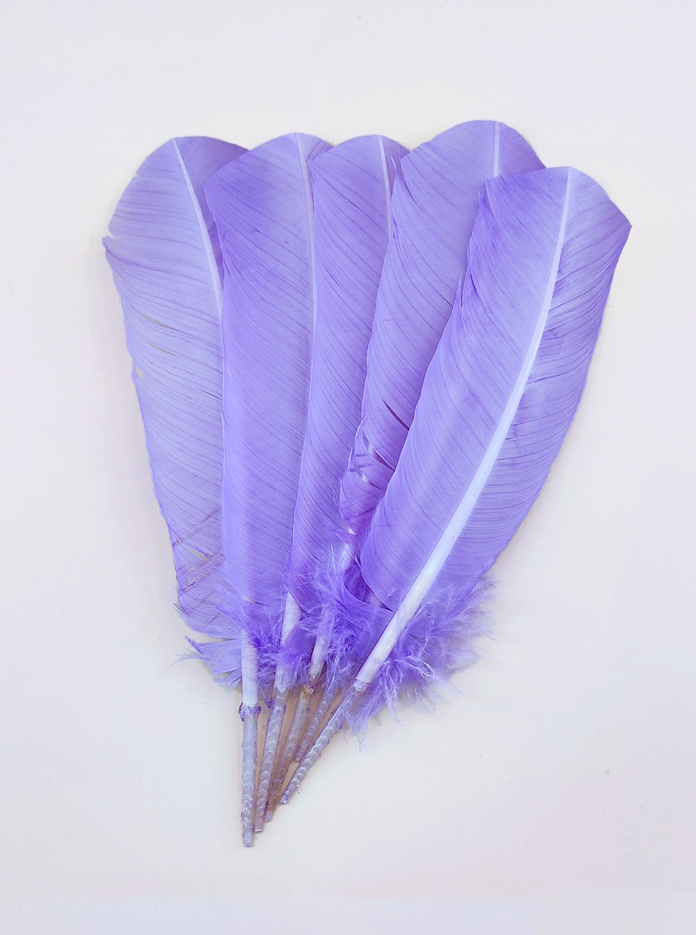 plume palette de dinde parme