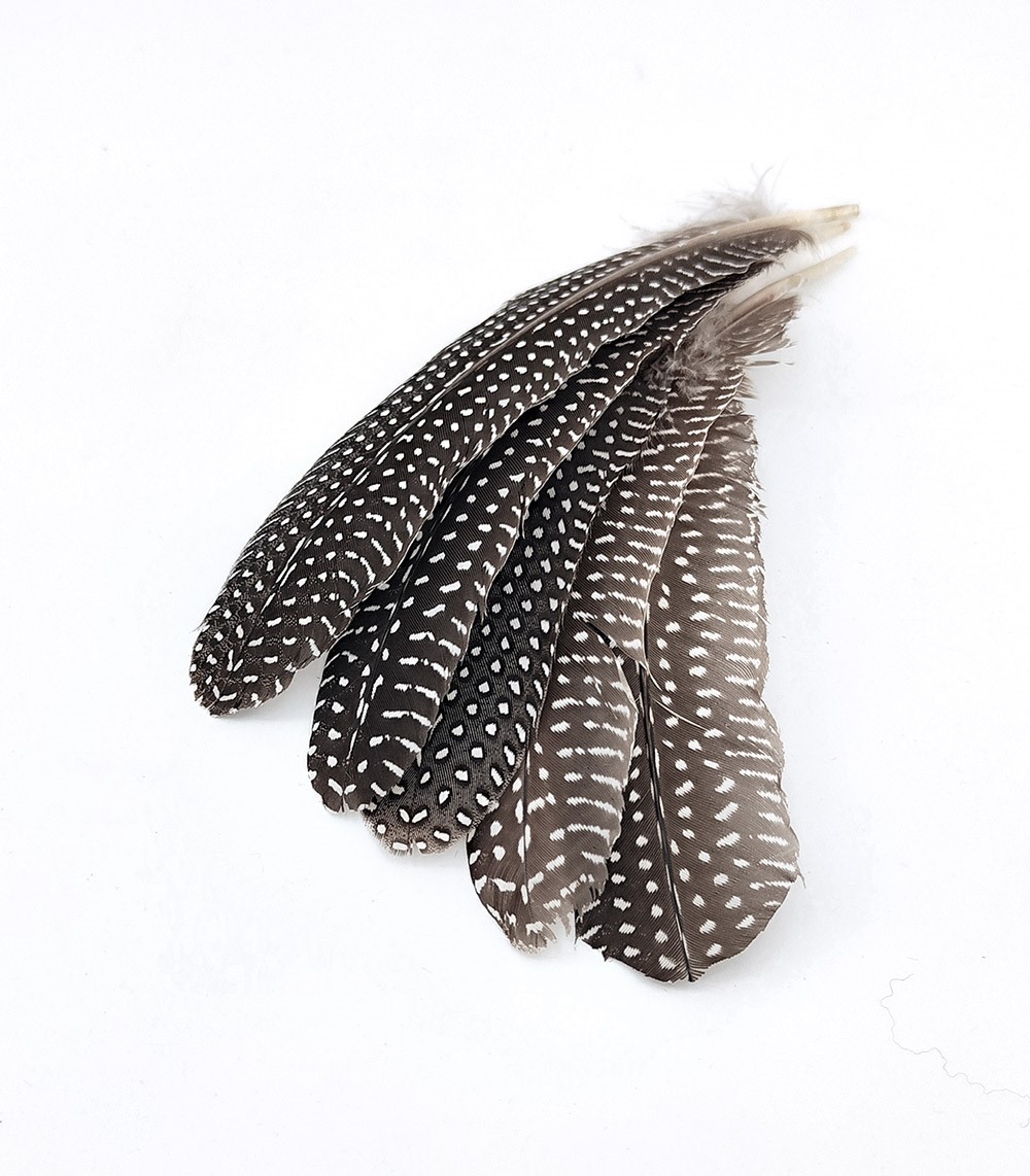 plume naturelle de pintade pour création