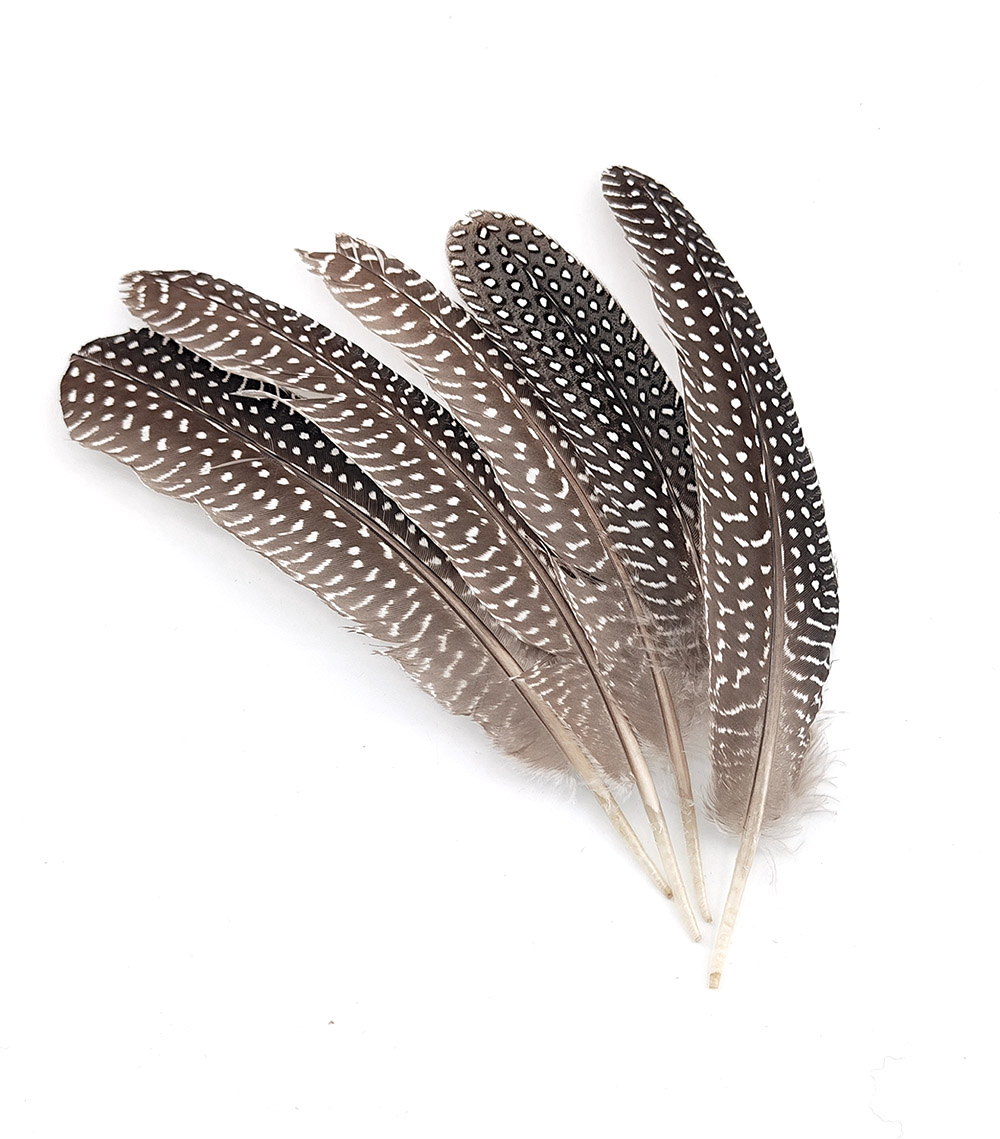 plume naturelle de pintade à motifs pour décoration