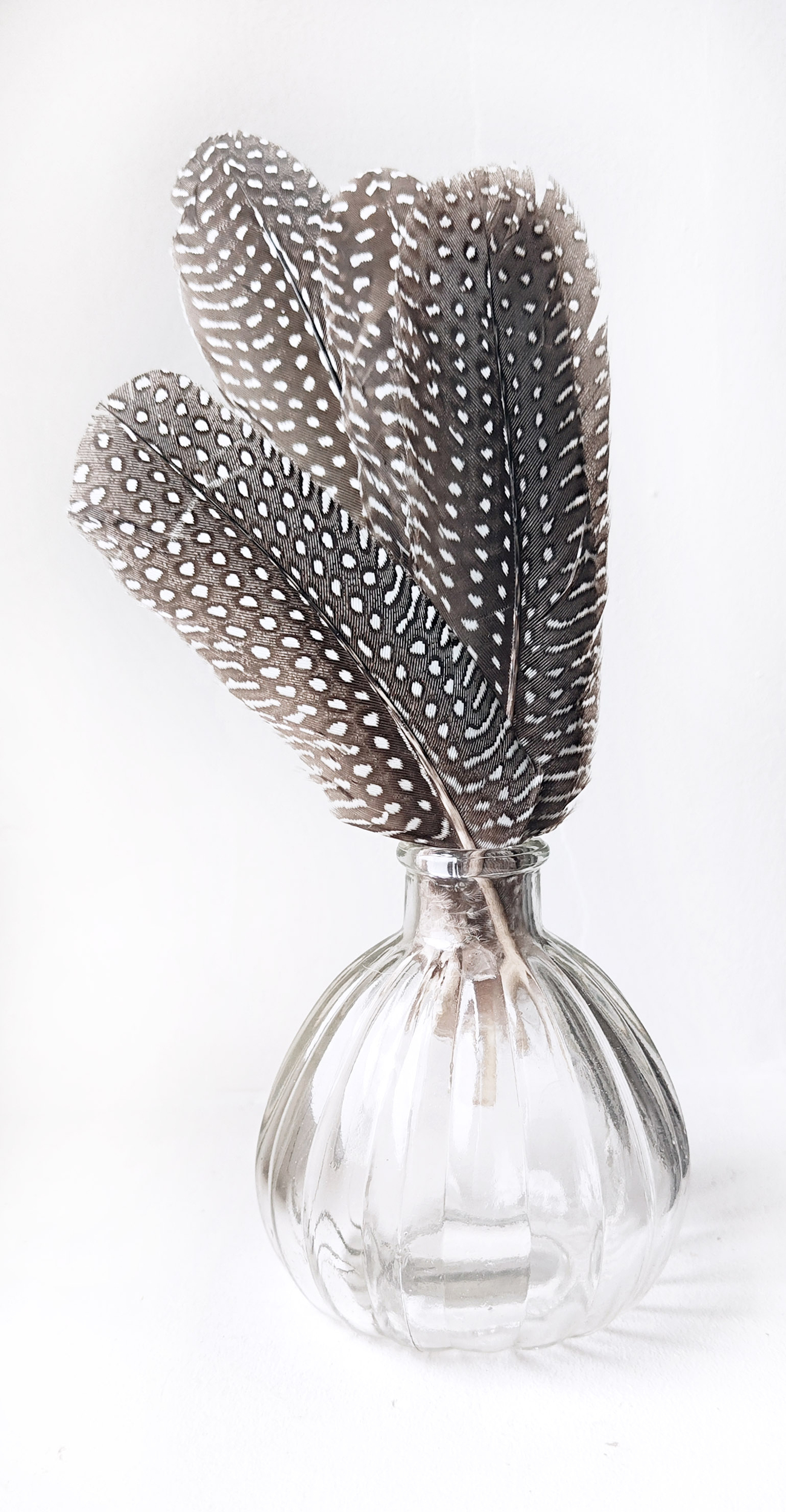 plume naturelle de pintade pour décoration