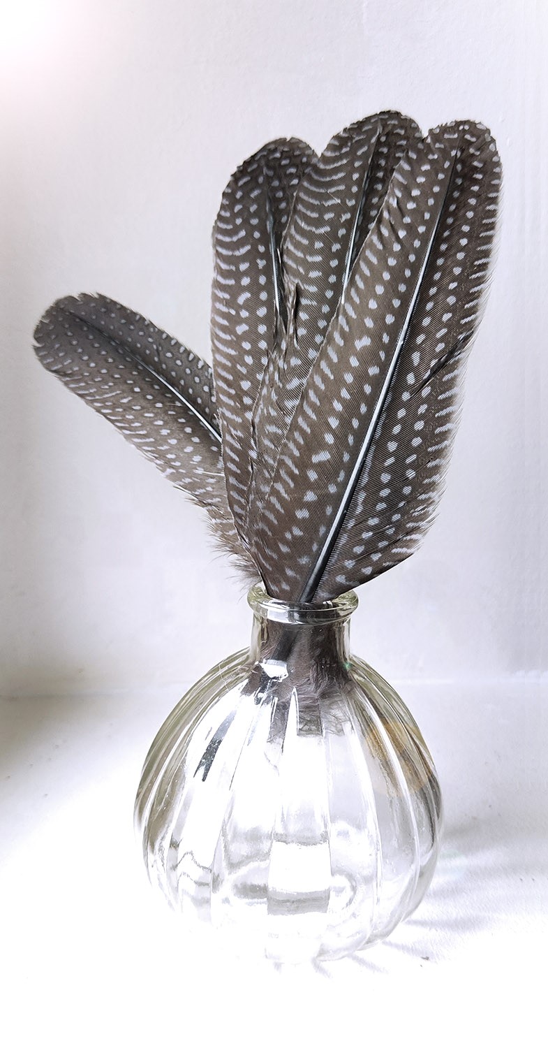 plume naturelle de pintade à motifs gris pale pour décoration