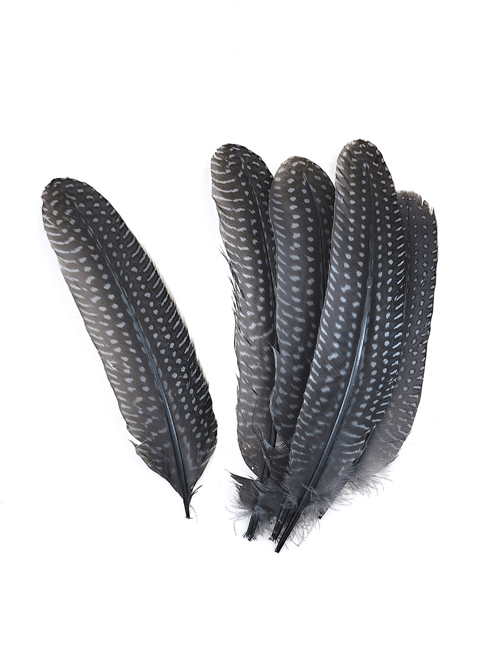plume naturelle de pintade à motifs gris pale