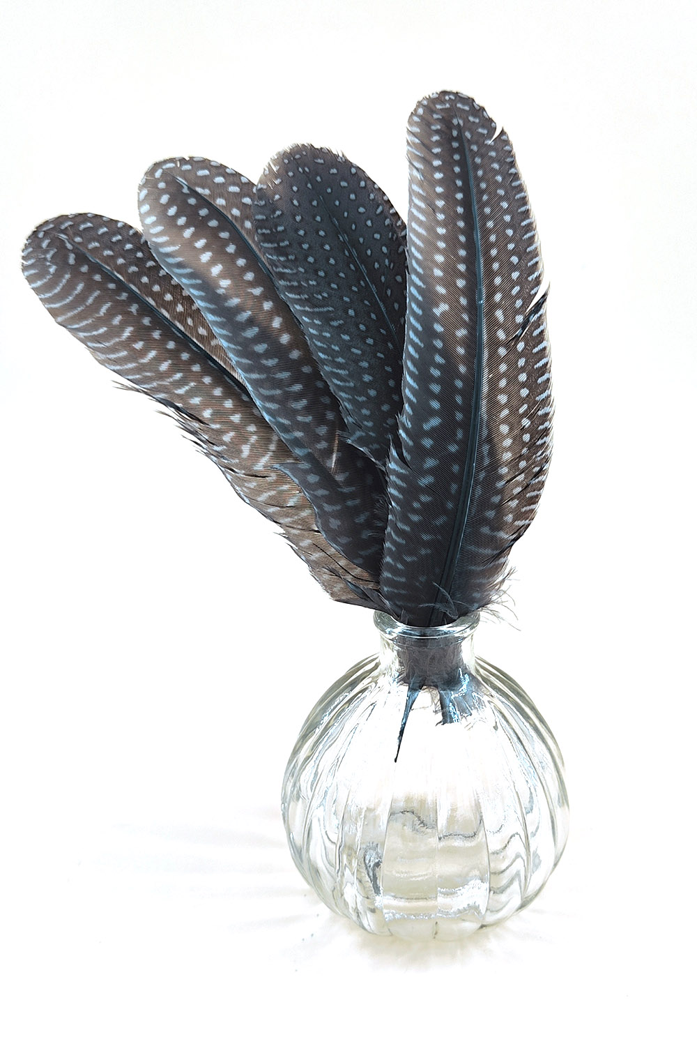 plume naturelle de pintade à motifs bleu pour décoration