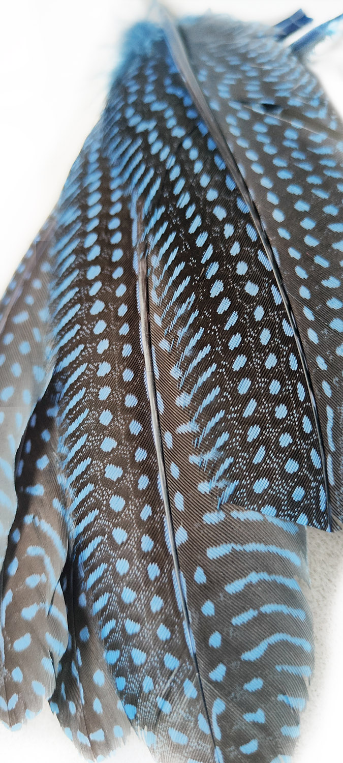 plume naturelle de pintade à motifs bleu