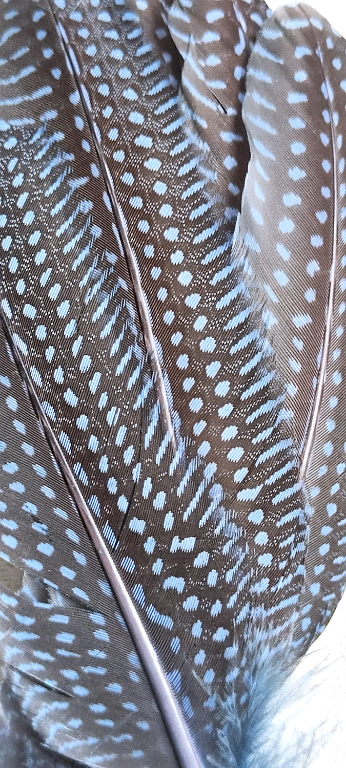 plume naturelle à motifs pintade bleu