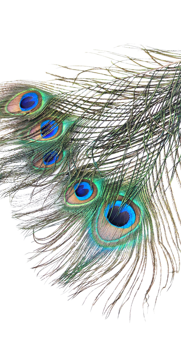plumes de paon naturelle pour décoration