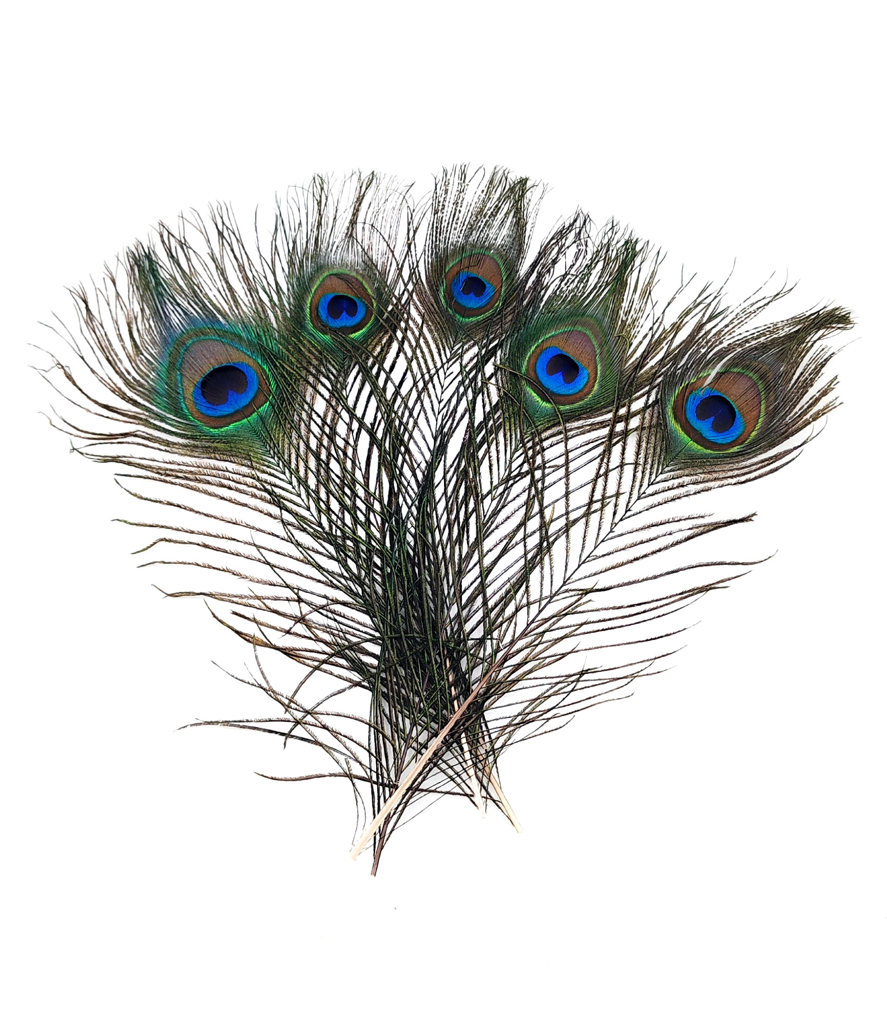 plumes de paon naturelle décoration